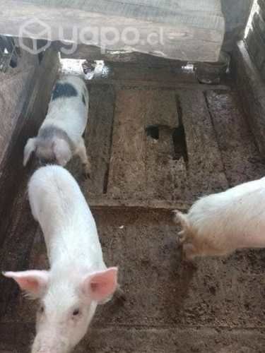 Cerditos sector Lagunitas Puerto Montt