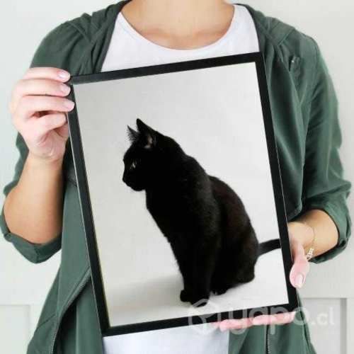 Cuadros de gatitos diferentes estilos