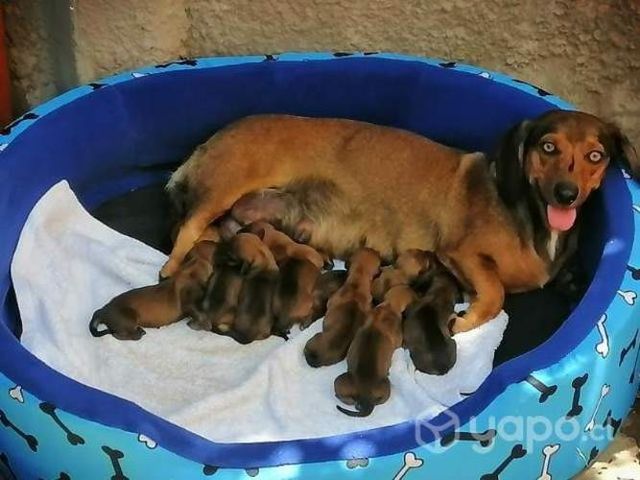 Camada teckel pelo largo