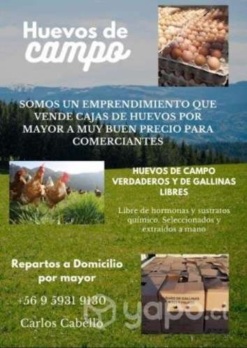 Cajas de huevos por mayor