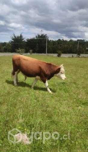 Torito hereford