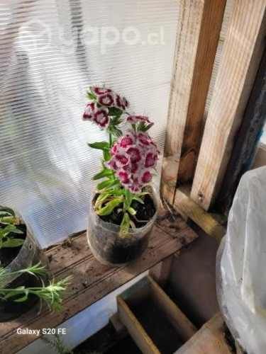 Plantas Flores y medicinales