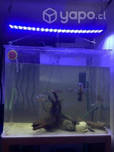 Pecera grande acrílico 400 lt