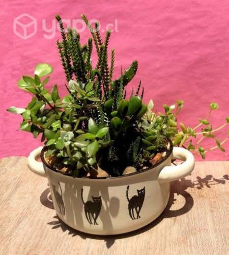 Arreglo Suculentas Maceta Cerámica