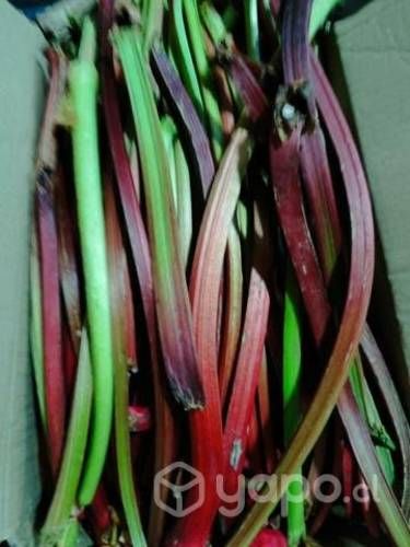 Ruibarbo de temporada