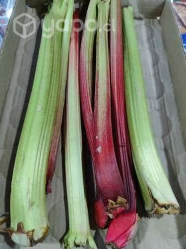 Ruibarbo de temporada