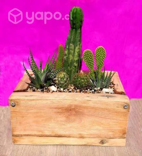 Arreglo Cactus y Suculentas Maceta Madera