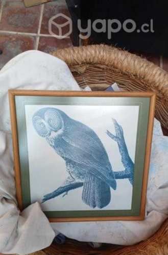 Pack cuadros de pajaritos