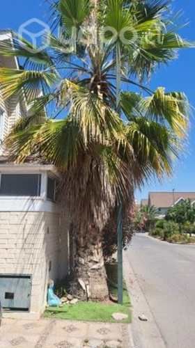 Palmera a la venta