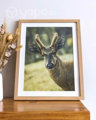 Cuadros Fotografías Fauna y Naturaleza