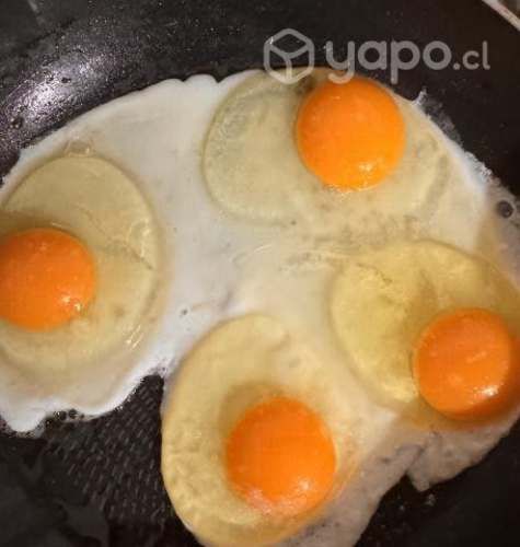 Huevos Gallinas Libre