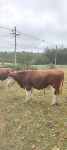 toro hereford y vaca preñada