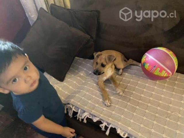 Se regala, se da en adopcion