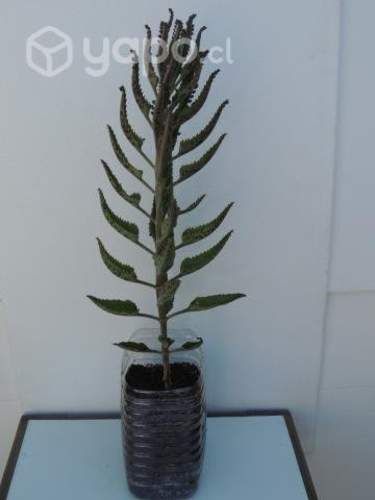 Planta Kalanchoe Daigremontiana Suculenta