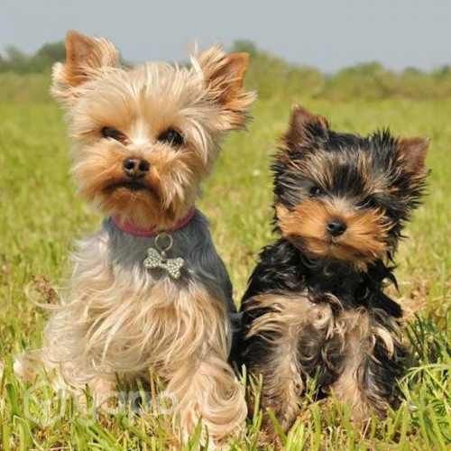 Cuidamos a tu mascota