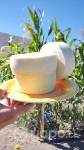 Quesos de cabra de pre cordillera de Ovalle ,