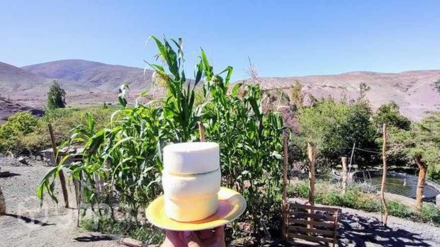 Quesos de cabra de pre cordillera de Ovalle ,