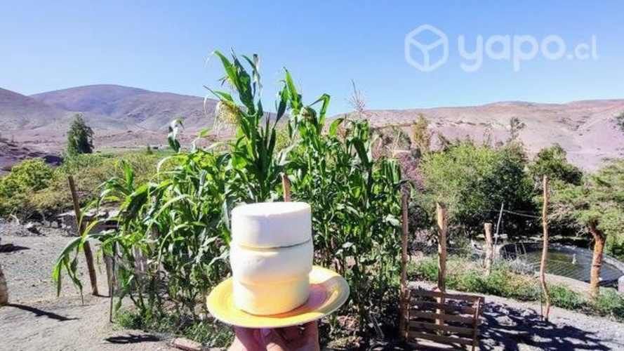 Quesos de cabra de pre cordillera de Ovalle ,