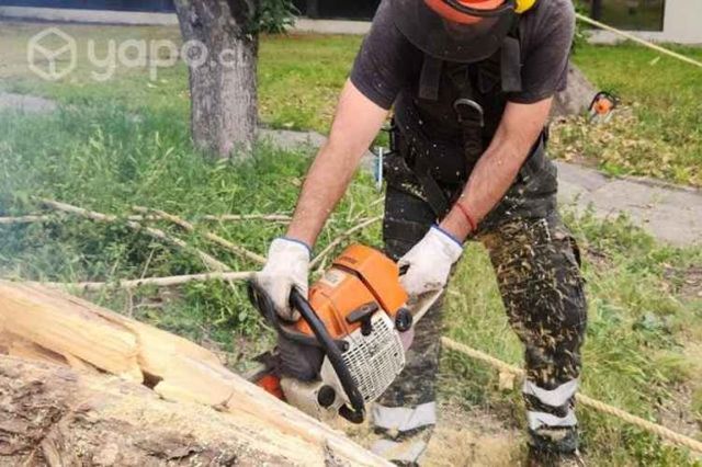 CORTE PODA Y TALA DE ARBOLES Presupuesto gratis