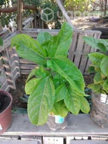 Plantitas. dé maracuyá. orgánica