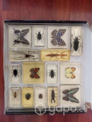 Colección de insectos