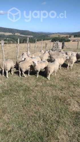 borregas y dos machos