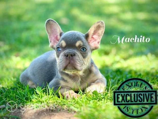 Bulldog ingles & Frances