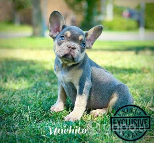 Bulldog ingles & Frances