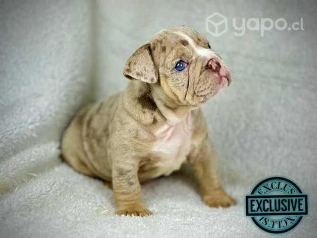 Bulldog ingles & Frances