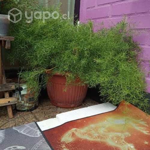 Helecho espárrago grande