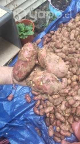 Papas patagonia