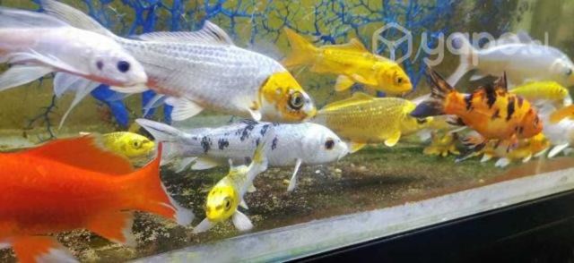 Peces de agua fria y tropicales oferta por cardumen