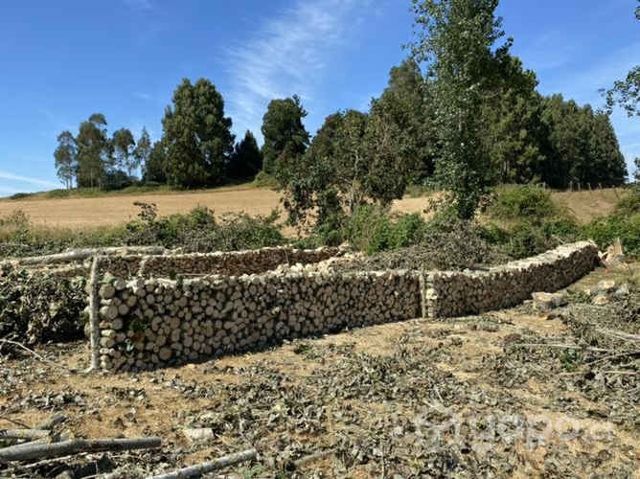 Leña álamo con eucalipto