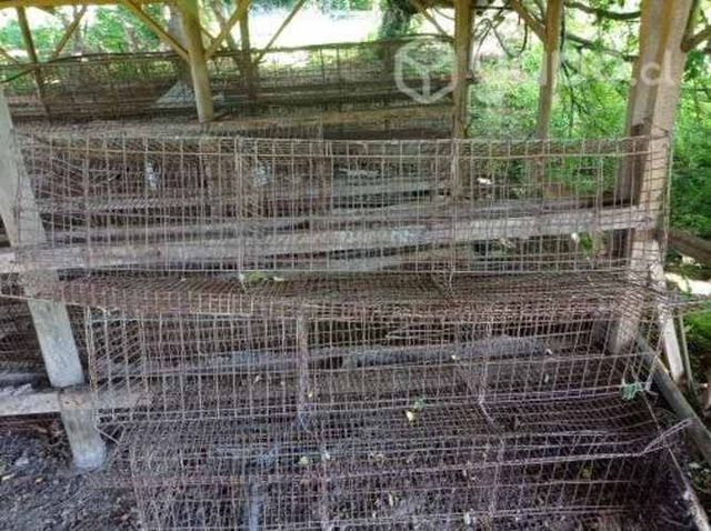 Jaulas de gallinas ponedoras