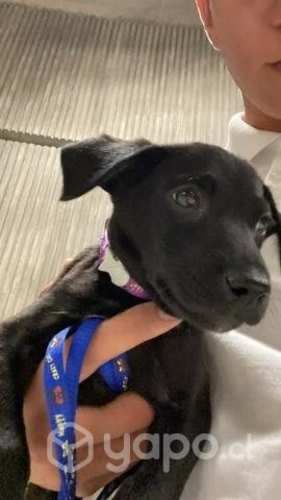 Perrita en adopción