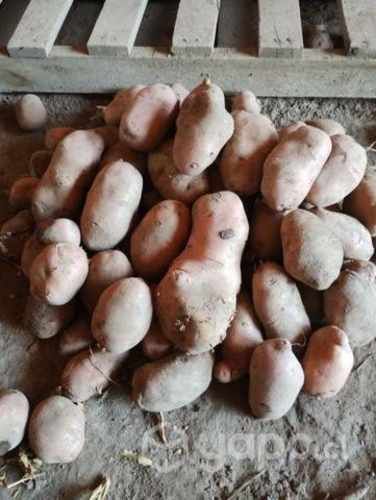 Venta de papas por saco