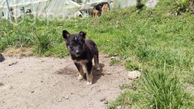 Perritos en adopción