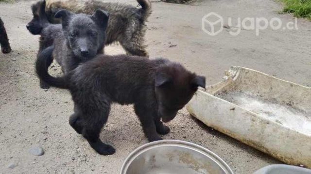 Perritos en adopción