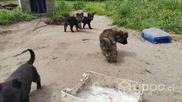 Perritos en adopción