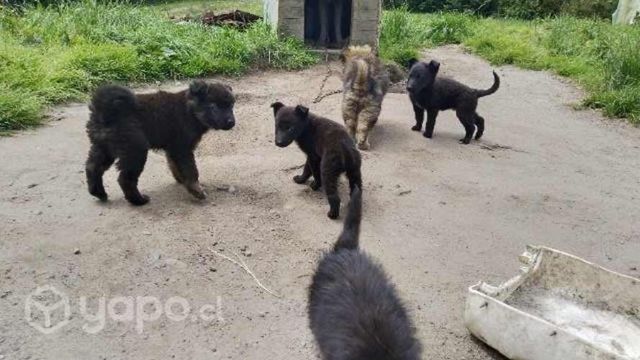 Perritos en adopción