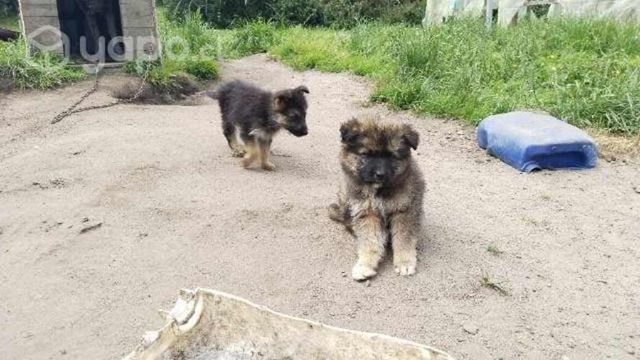 Perritos en adopción