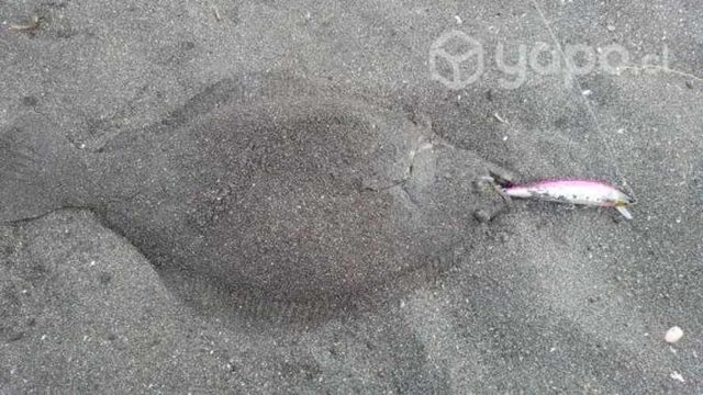 Tres Señuelos Letales Para Mar ( Corvina Lenguado