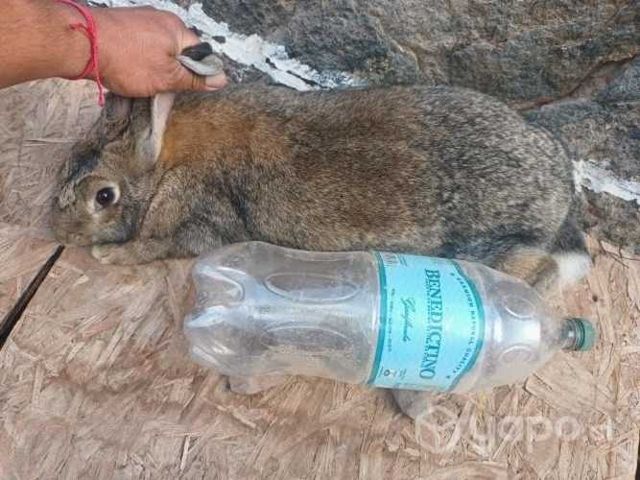 Coneja gigante de flandes
