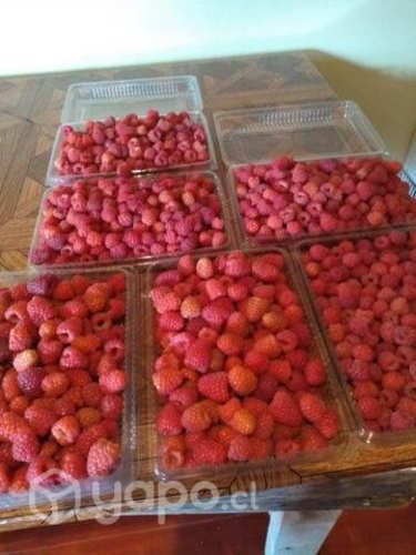 Bandejas de frambuesas en puerto Octay