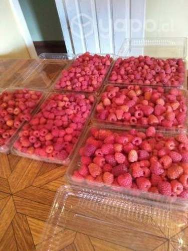 Bandejas de frambuesas en puerto Octay