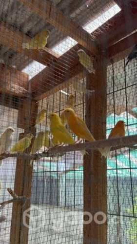 Canarios cantores del año