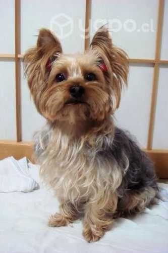 Busco cachorro yorkshire