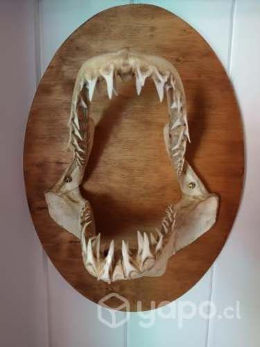 Antigua mandibula tiburon