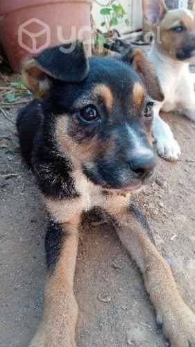 Regalo perrita desparasitada 4 meses