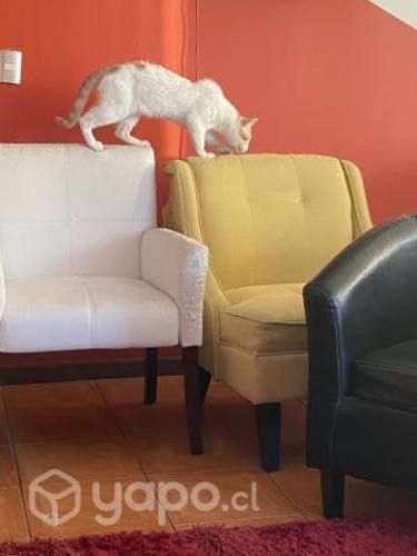 Vendo 5 hermosos sillones para RETAPIZAR